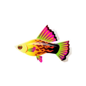 Fireball Hi-Fin Platy